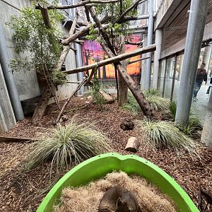 San Francisco Zoo Fossa Habitat