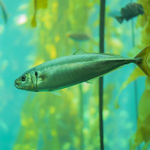 Jack Mackerel