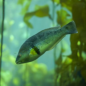 Rock Wrasse