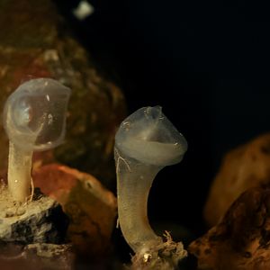 Predatory Tunicates