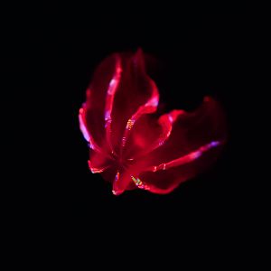 Bloody-Belly Comb Jelly