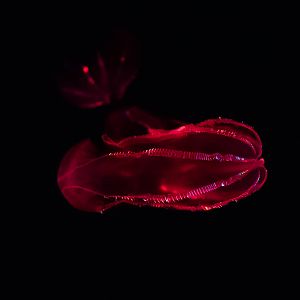 Bloody-Belly Comb Jelly