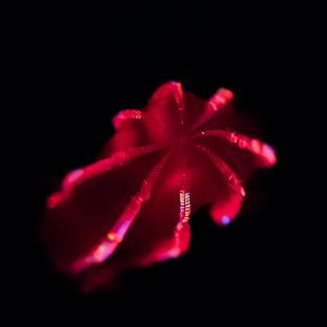 Bloody-Belly Comb Jelly