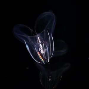 Short-Lobed Comb Jelly