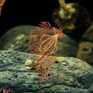 Red Sea Fan with Feather Star