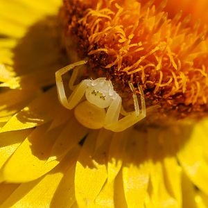 crab spider, Mastira sp.