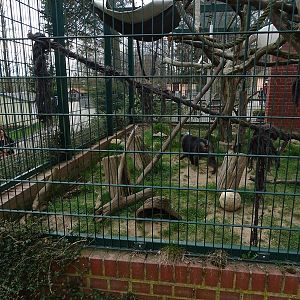 Amerika-Tierpark: Moor macaque enclosure