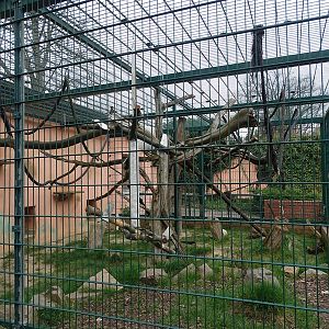 Amerika-Tierpark: Moor macaque enclosure