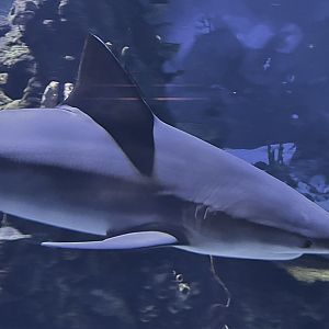 Bull Shark (Carcharhinus leucas)