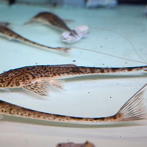 Sand Tiger Whiptail (Pseudohemiodon almendarizi)