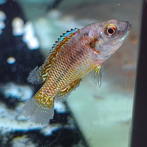 Egyptian Mouthbrooder (Pseudocrenilabrus multicolor)