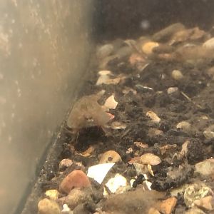 Tadpole Shrimp (Triops cancriformis)