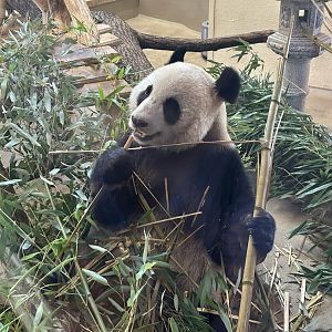 Giant Panda