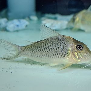 Luiza Cory, CW083 (Corydoras caramater)