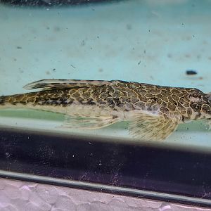 Tefé Honeycomb Whiptail (Rineloricaria teffeana)