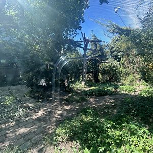 Amur Leopard Exhibit