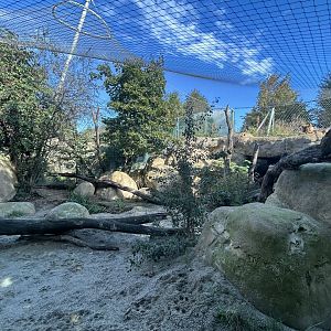 Lion Exhibit