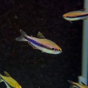 Red-eyed Royal Tetra (Inpaichthys sp. Red Eye)
