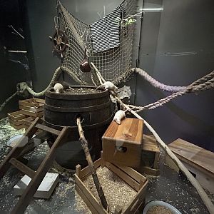 Domestic Rat Exhibit - Rat House