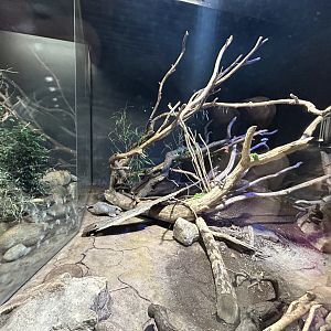 Northern Luzon Giant Cloud Rat Exhibit - Rat House