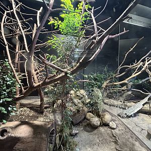 Northern Tree Shrew Exhibit - Rat House