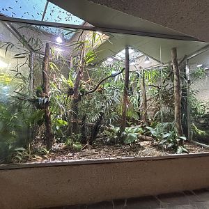 Spotted Tree Monitor Exhibit - Aquarium-Terrarium