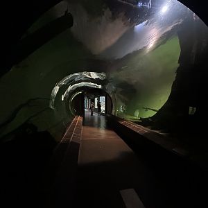 Flooded Forest Tunnel - Aquarium-Terrarium