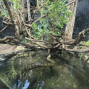 Green Anaconda Exhibit - Aquarium-Terrarium