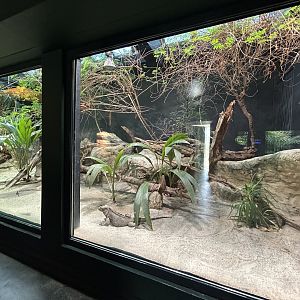 Rhinoceros Iguana, Haitian Amevia & Cuban Grassquit Exhibit - Aquarium-Terrarium