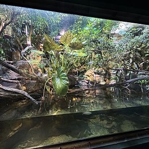 Pallas’ Long-tailed Bat (and others) Exhibit - Aquarium-Terrarium