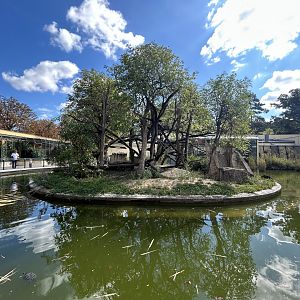 Ring-tailed Lemur Exhibit