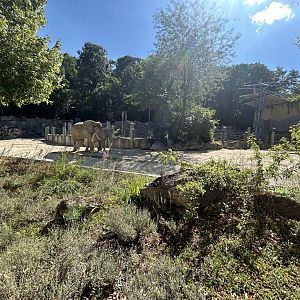 African Elephant Exhibit