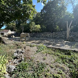 African Elephant Exhibit