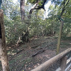 Eurasian Lynx Exhibit