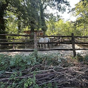 Horse Exhibit - Tirolerhof