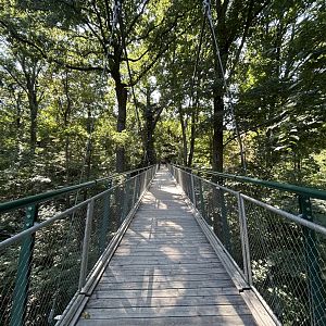 Tree-top Bridge