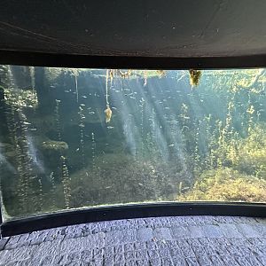 Native Fish Exhibit (1 of 3)