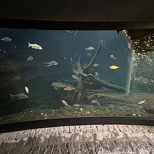 Native Fish Exhibit (1 of 3)