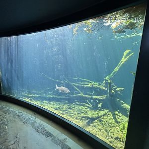 Native Fish Exhibit (1 of 3)