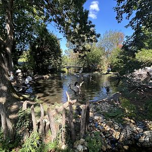 Dalmatian Pelican & Great Cormorant Exhibit