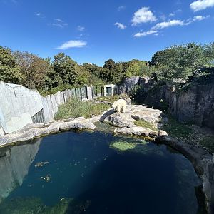 Polar Bear Exhibit #1