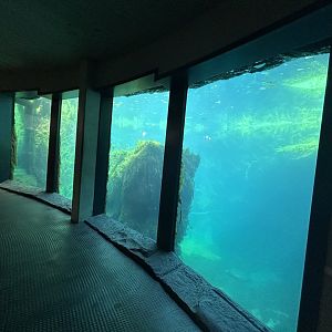 Polar Bear Underwater Viewing