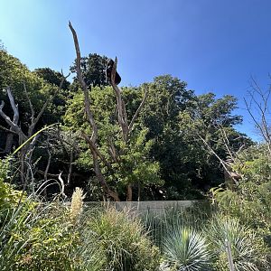 Andean Bear & Coati Exhibit