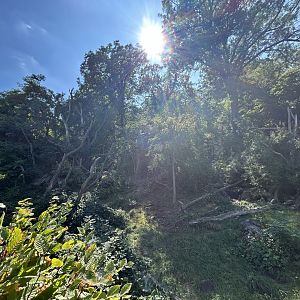 Andean Bear & Coati Exhibit