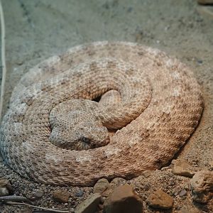 Sidewinder (Horned Rattlesnake)