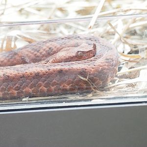 European Long-Nosed Viper