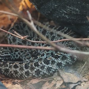 Pygmy Rattlesnake