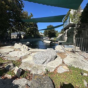 South American Sea Lion Exhibit #1