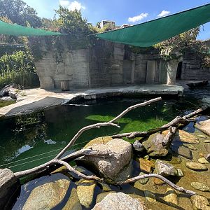 South American Sea Lion Exhibit #1