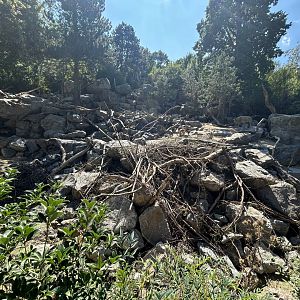 Golden Takin & Himalayan Tahr Exhibit